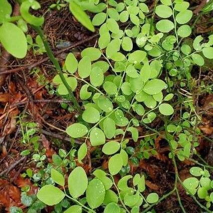 Vaccinium parvifolium Leaf