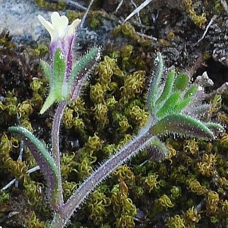 Chaenorhinum rubrifolium Vekstform