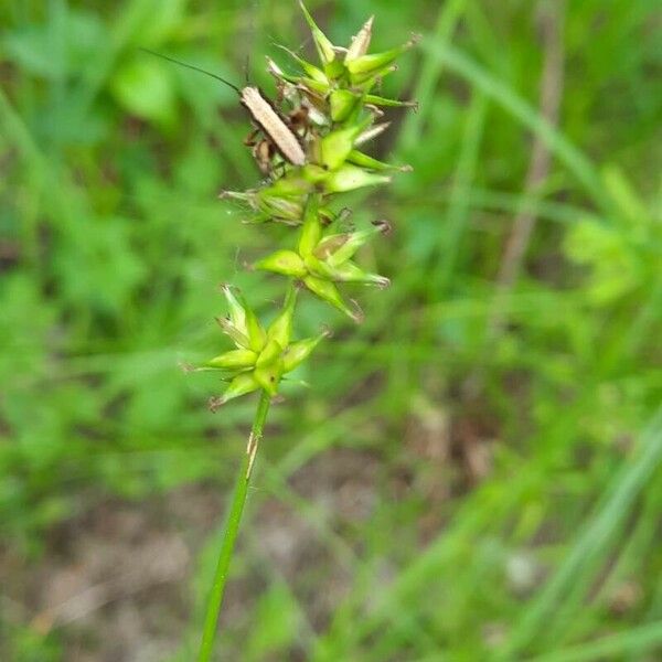 Carex echinata Floare