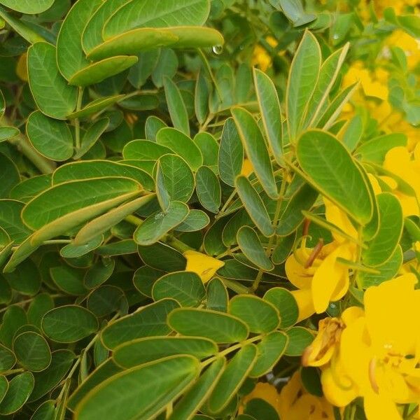 Senna occidentalis Blad