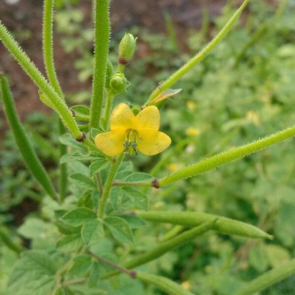 Cleome viscosa Flors