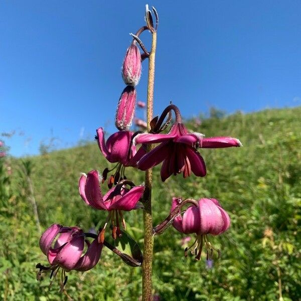 Lilium martagon Flor