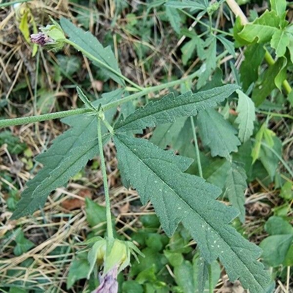 Althaea cannabina برگ