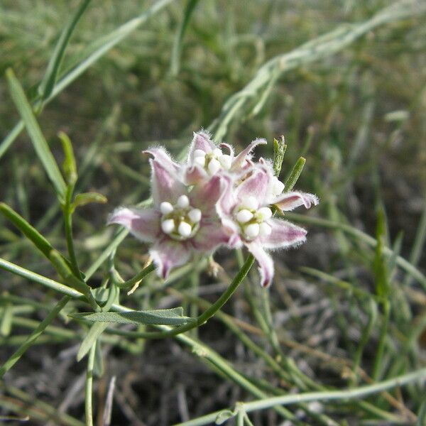 Funastrum cynanchoides Kvet