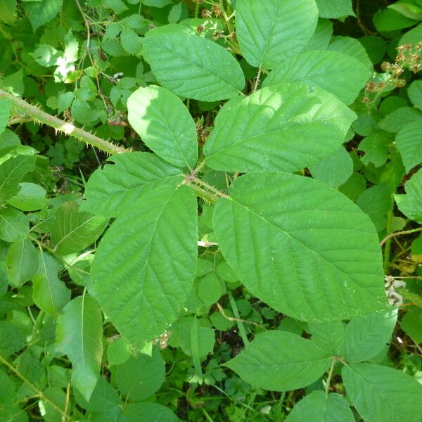 Rubus koehleri Altres