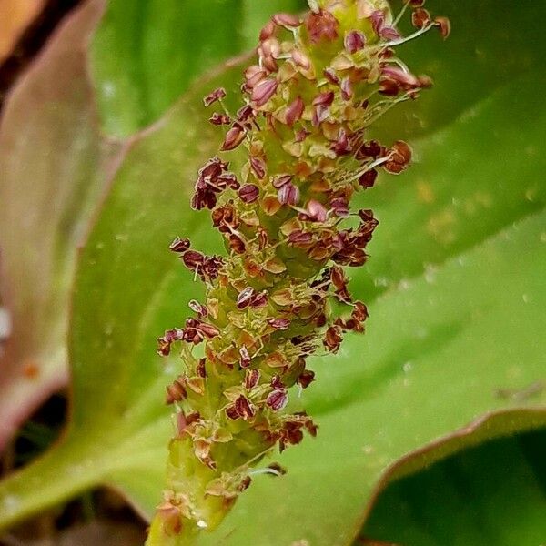 Plantago major 花