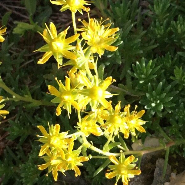 Saxifraga aizoides Outro