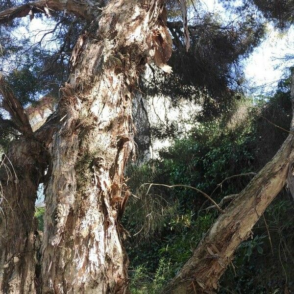 Melaleuca linariifolia बार्क (छाल)