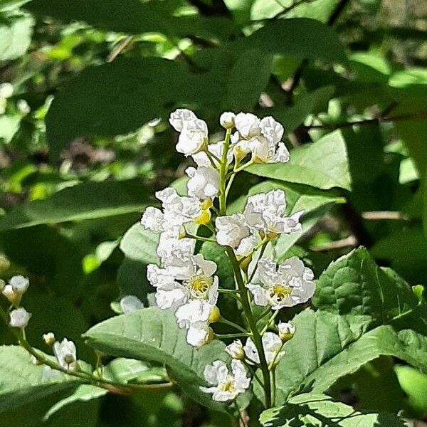 Prunus padus Кветка