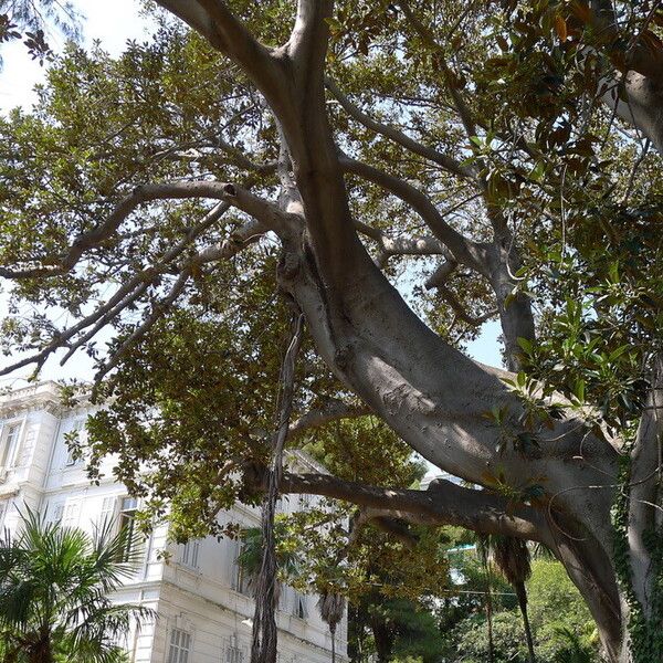 Ficus macrophylla Bark