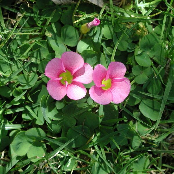 Oxalis purpurea 花