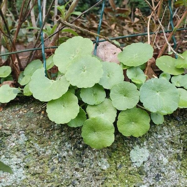 Umbilicus rupestris Лист