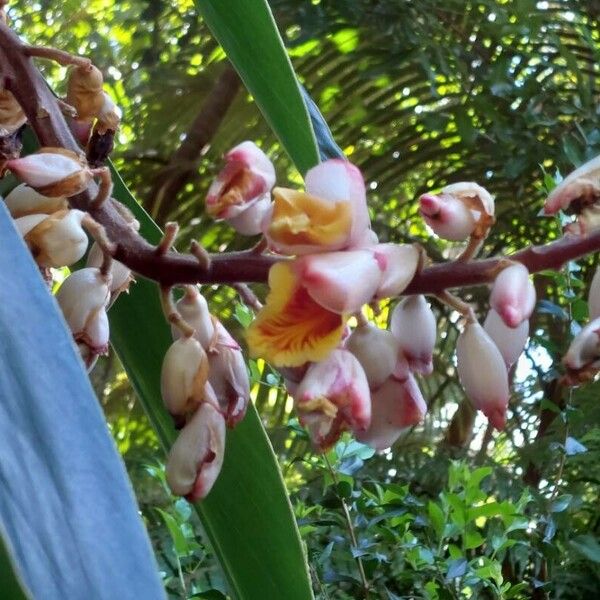 Alpinia zerumbet Flower