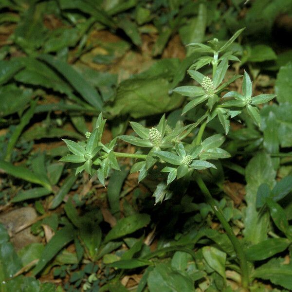 Eryngium foetidum Hábito