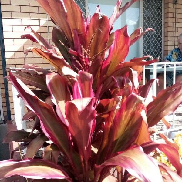 Cordyline fruticosa Lapas