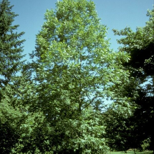 Carya illinoinensis Habit