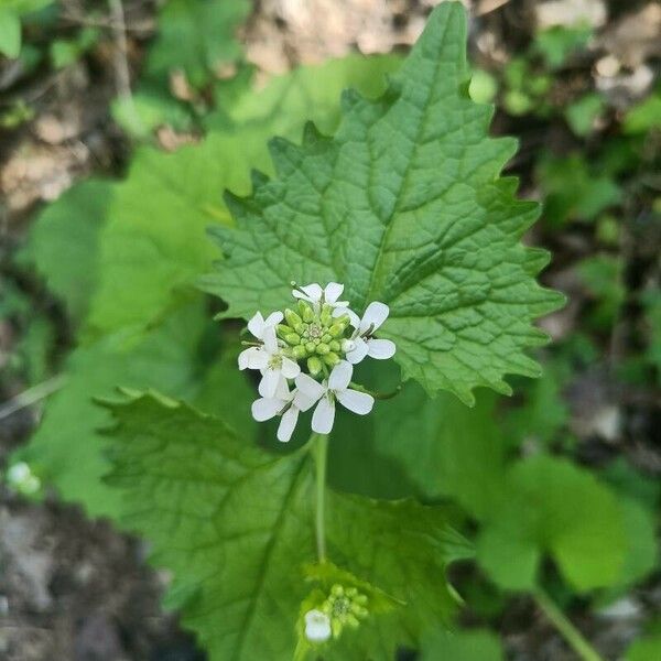 Alliaria petiolata Fleur