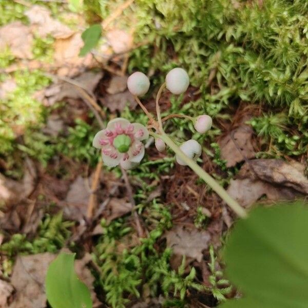 Chimaphila umbellata Kwiat