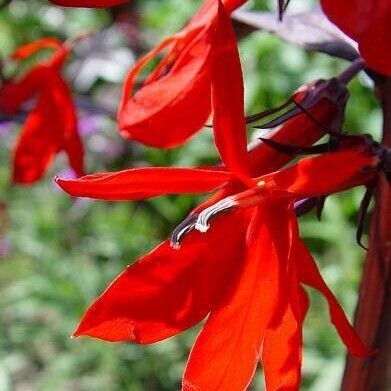 Lobelia cardinalis Flor