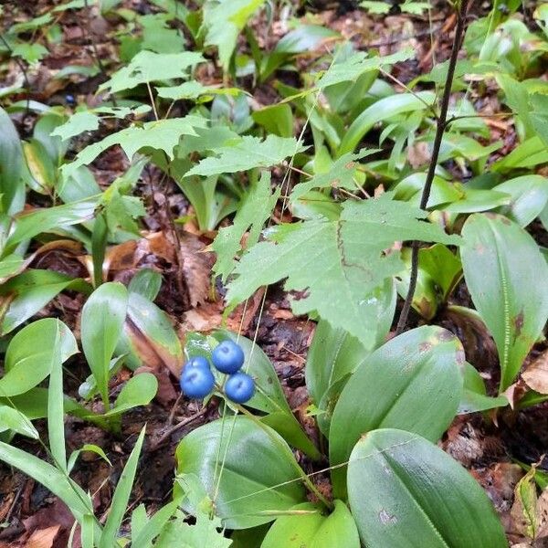 Clintonia borealis Fruit