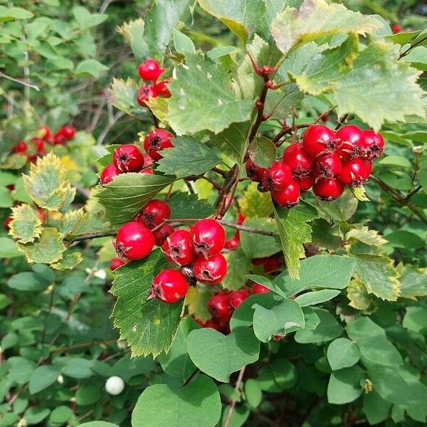 Crataegus flabellata autre