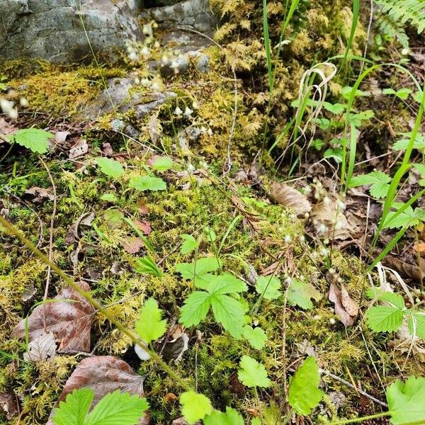 Tiarella trifoliata 葉