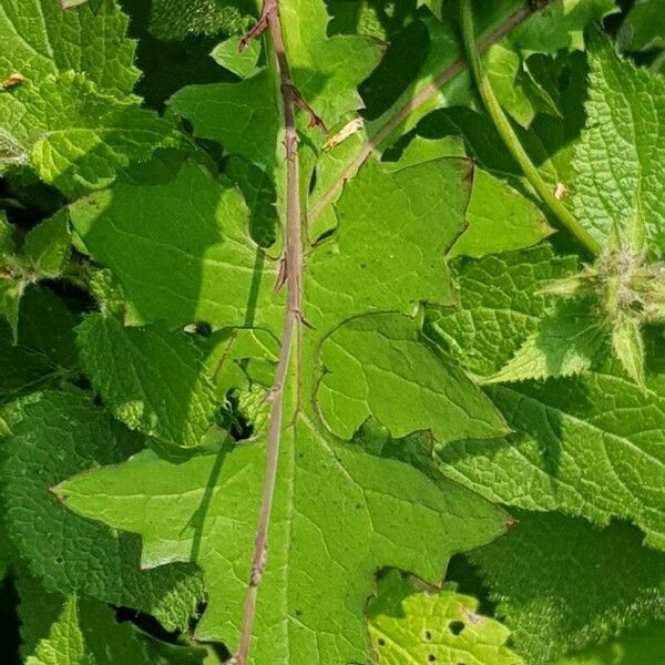 Lactuca muralis Folla