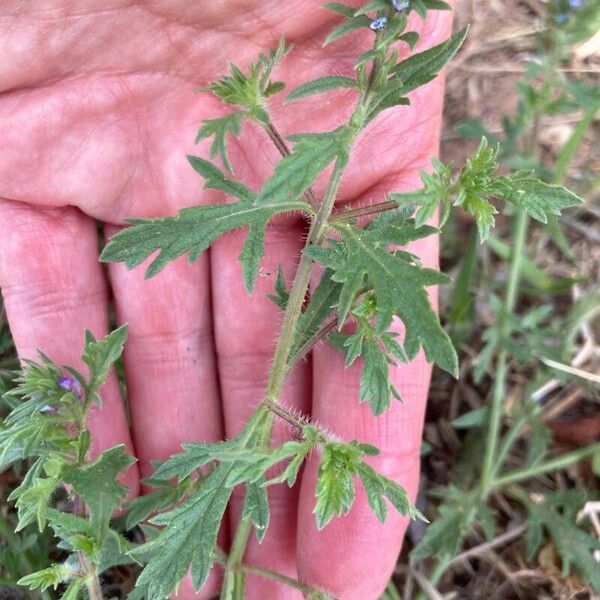 Verbena bracteata 叶