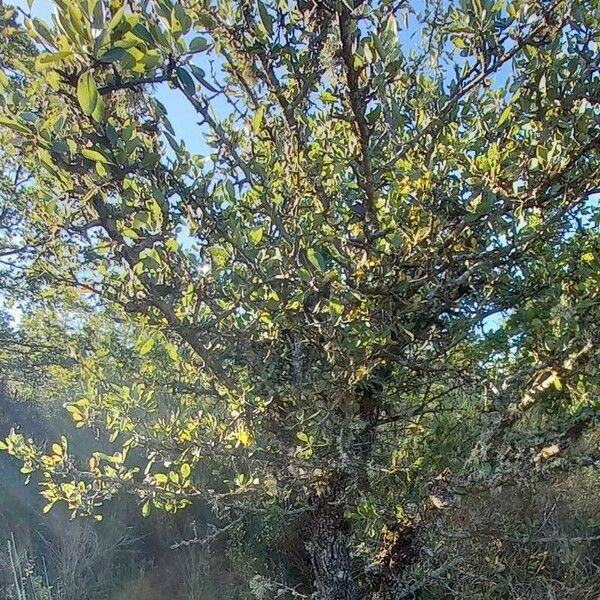 Pyrus spinosa Habitatea