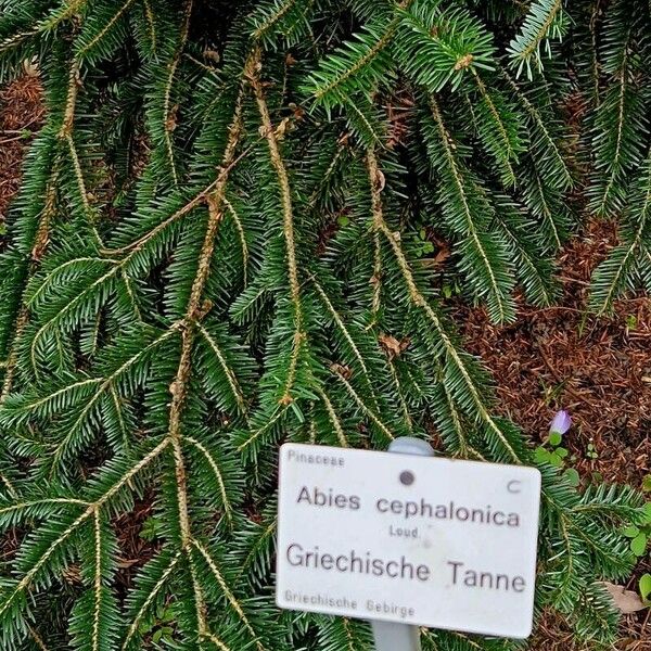 Abies cephalonica Outro