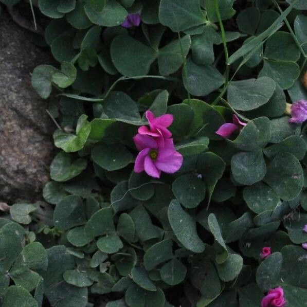 Oxalis articulata Květ