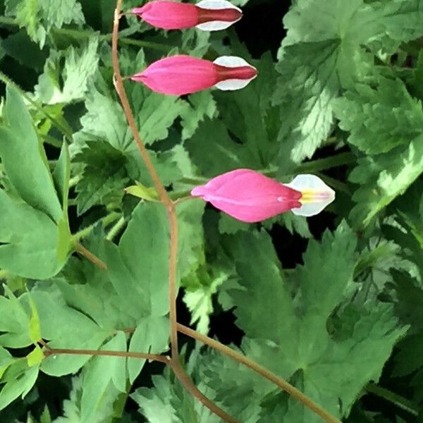 Lamprocapnos spectabilis Blüte