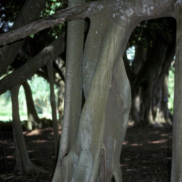 Ficus microcarpa Corteccia