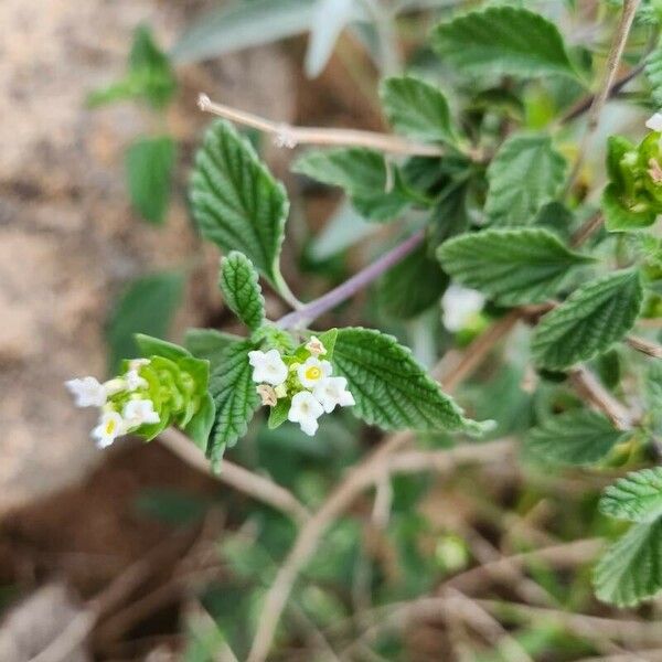 Lippia javanica Fiore