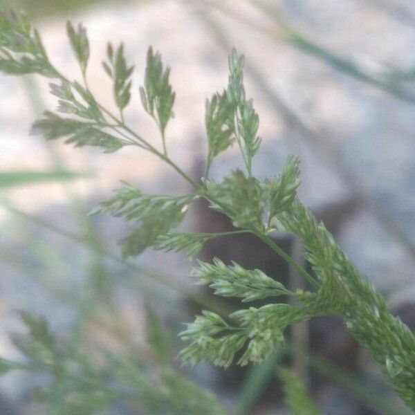 Polypogon viridis Fruit