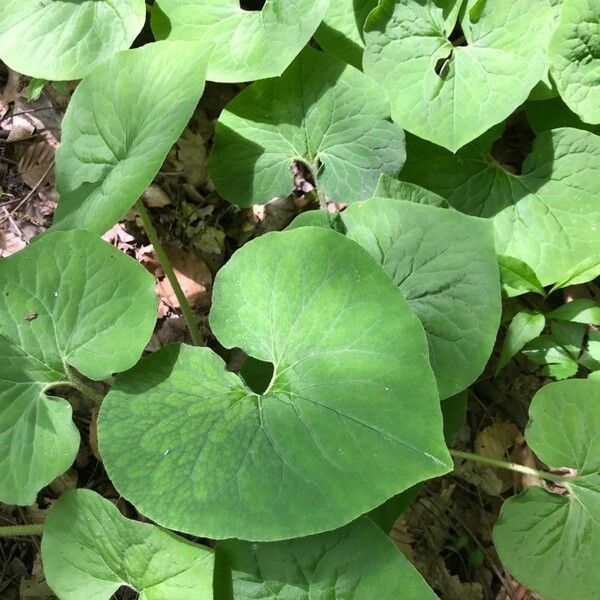 Asarum canadense Blatt