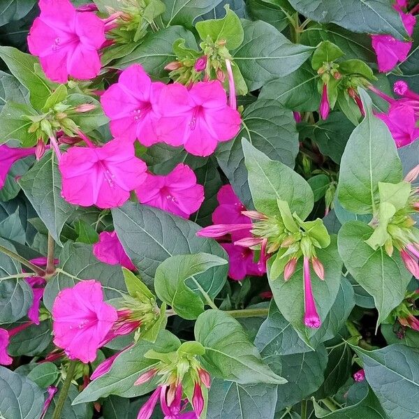 Mirabilis jalapa Blomma