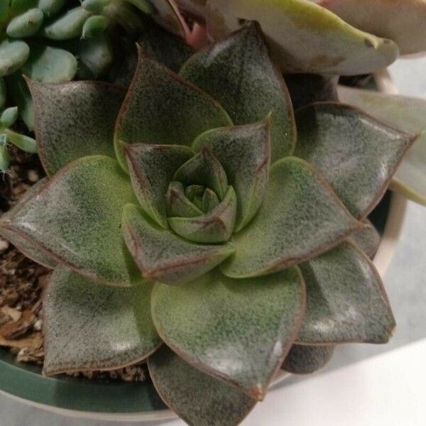 Echeveria purpusiorum 葉