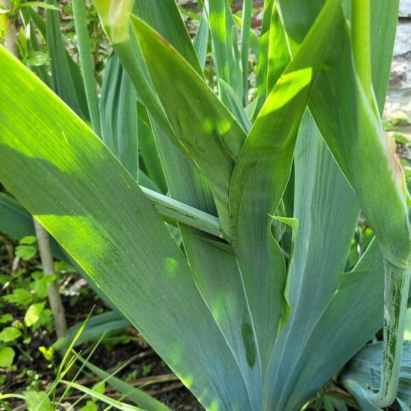 Iris pallida Yaprak