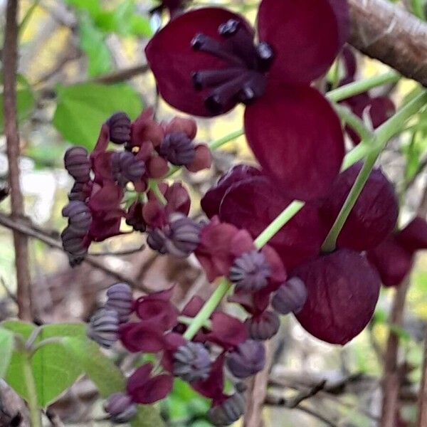 Akebia quinata Flower