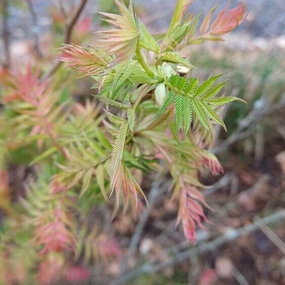 Sorbaria sorbifolia Fuelha