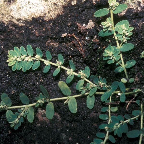 Euphorbia thymifolia Other