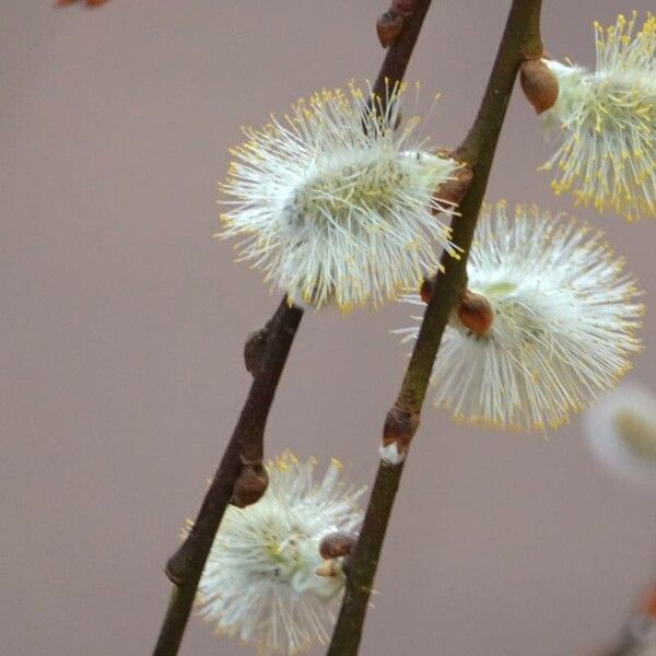 Salix hastata Kôra