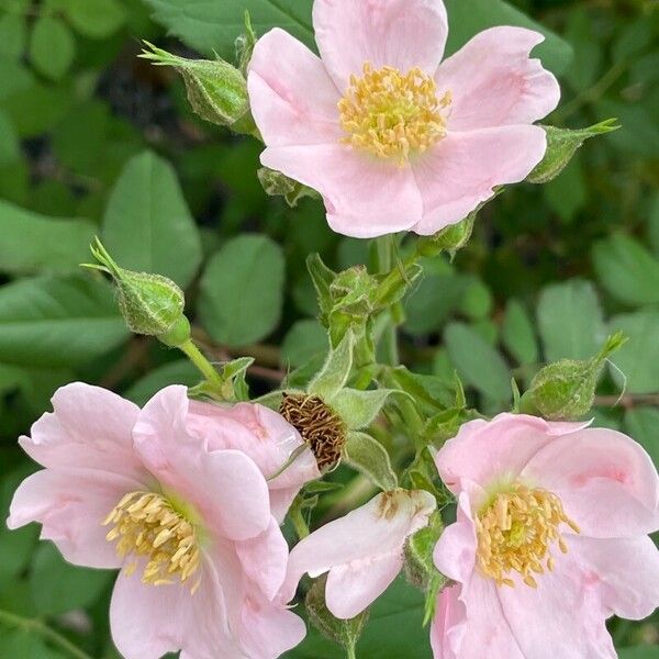 Rosa tomentosa Květ