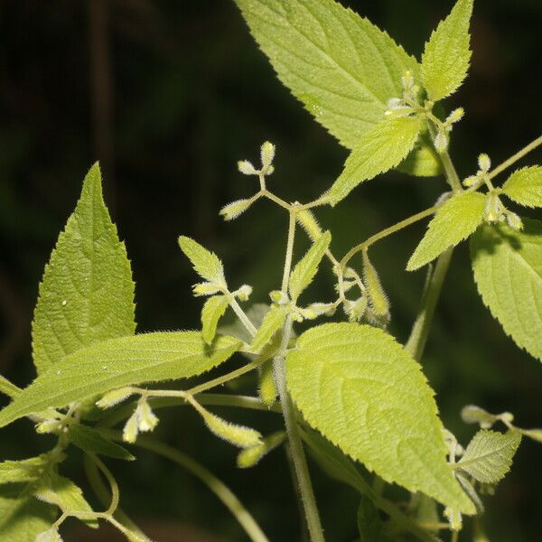 Klaprothia fasciculata 葉