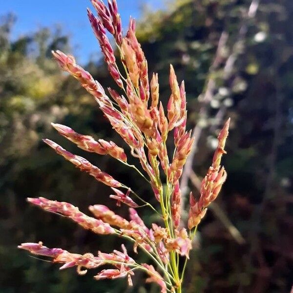 Sorghum halepense Flower