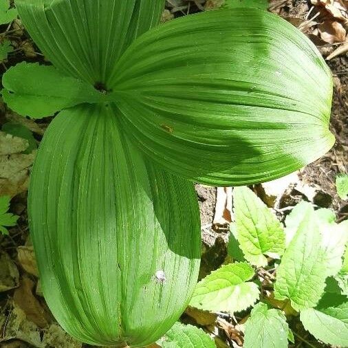 Veratrum viride Лист