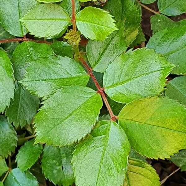 Rosa sempervirens Blatt