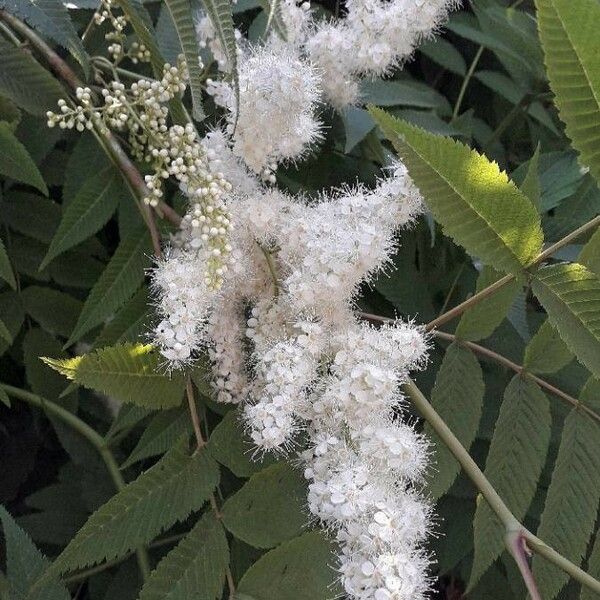 Sorbaria sorbifolia Floare