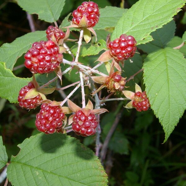 Rubus adenotrichos Плод